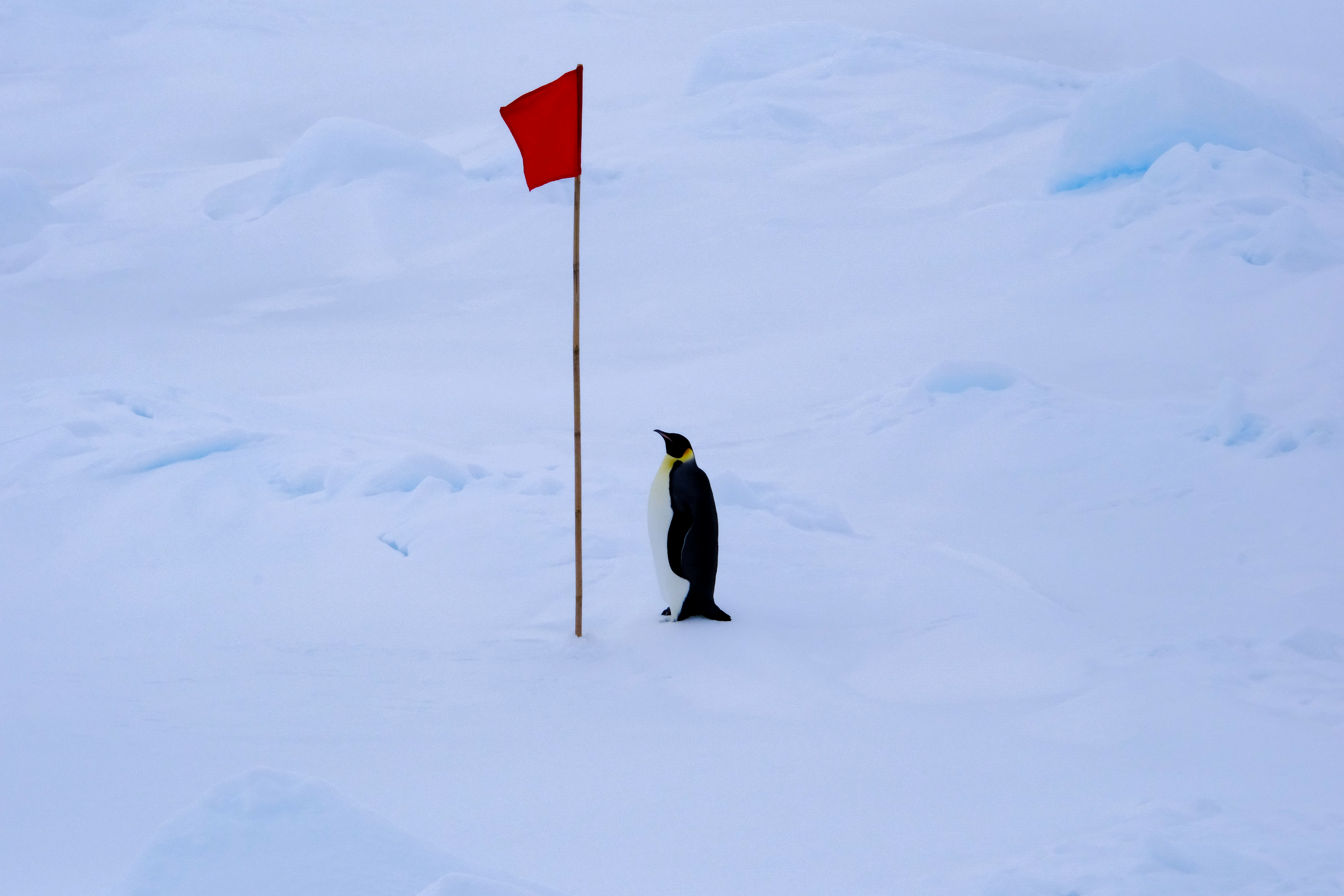 Kaiserpinguin neben roter Flagge auf dem Eis