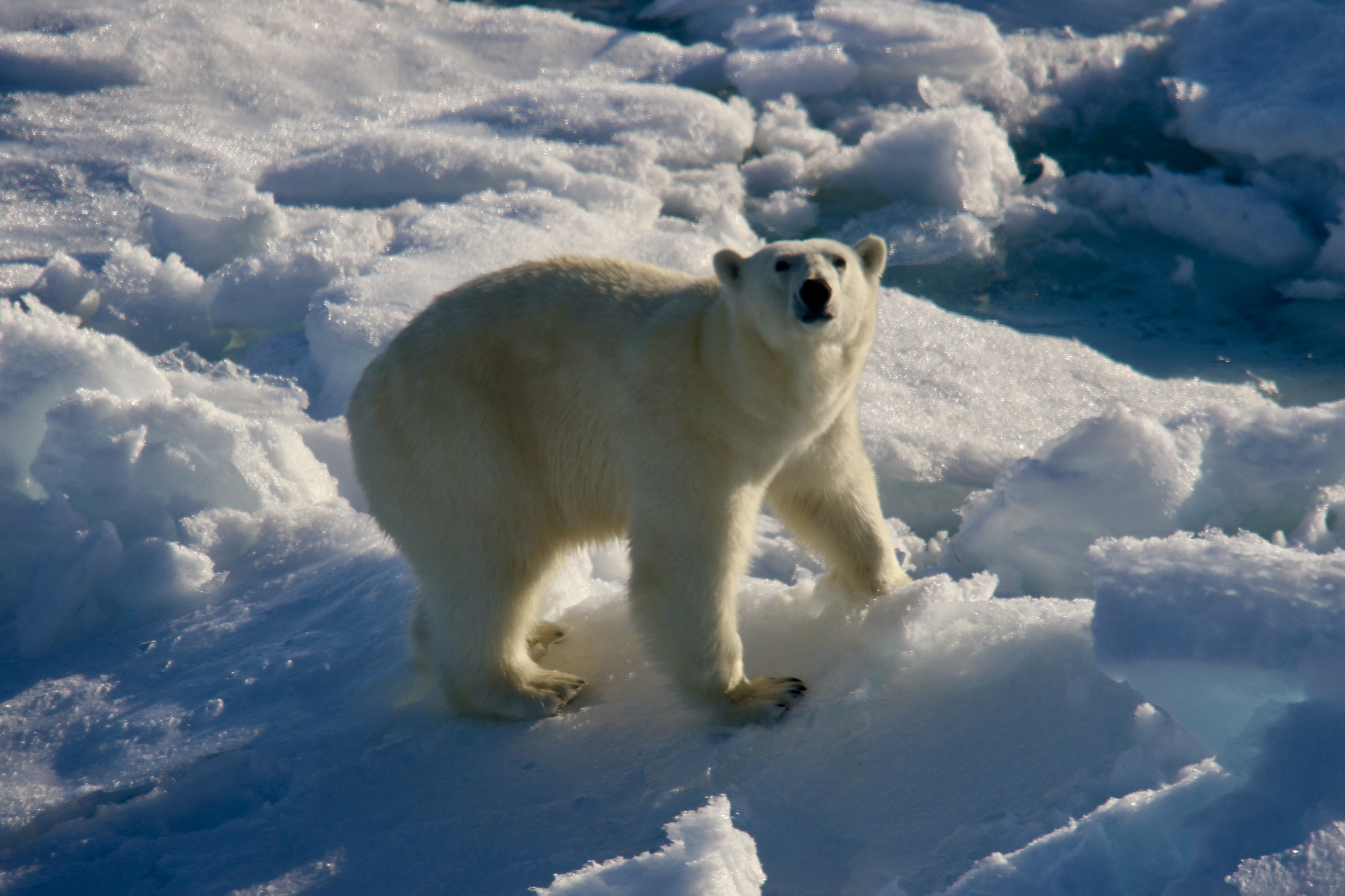 Eisb&auml;r auf arktischem Packeis